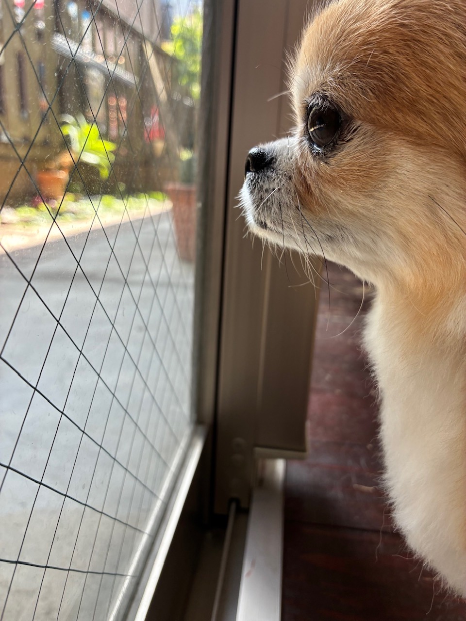 アニーちゃん🐶