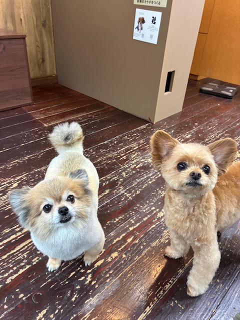 イルちゃんとアムちゃん🐶🐶