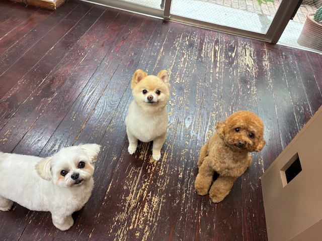 Fuuuちゃんとニコちゃんとペコちゃん🐶🐶🐶