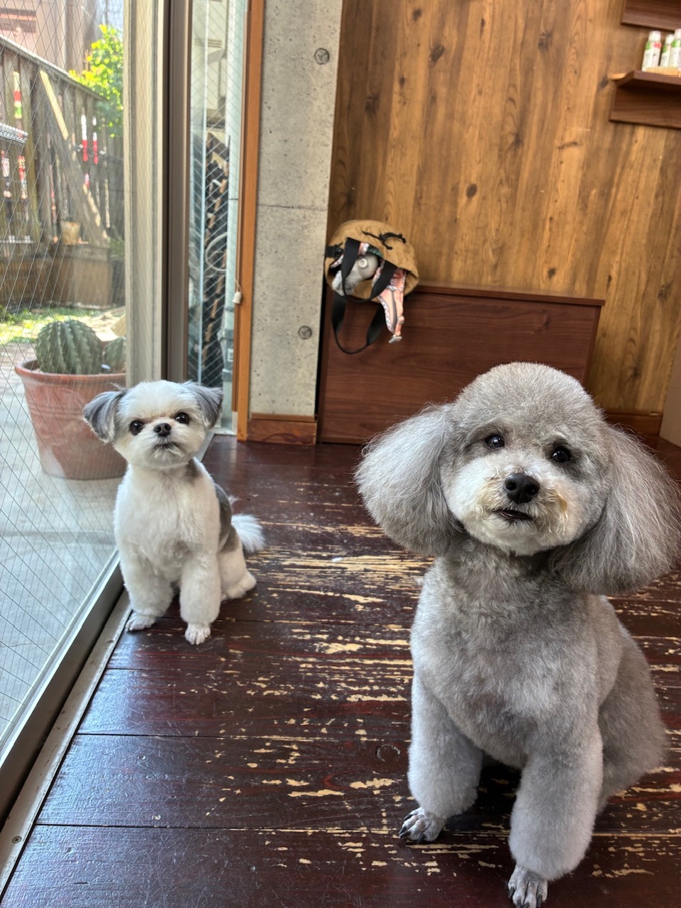つくしちゃんと豆大福ちゃん🐶🐶