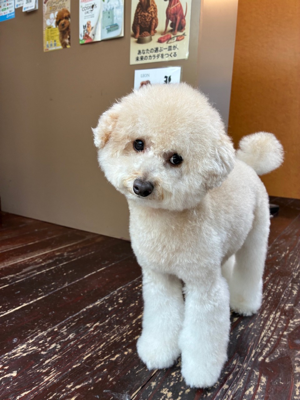 ベイリーちゃん🐩