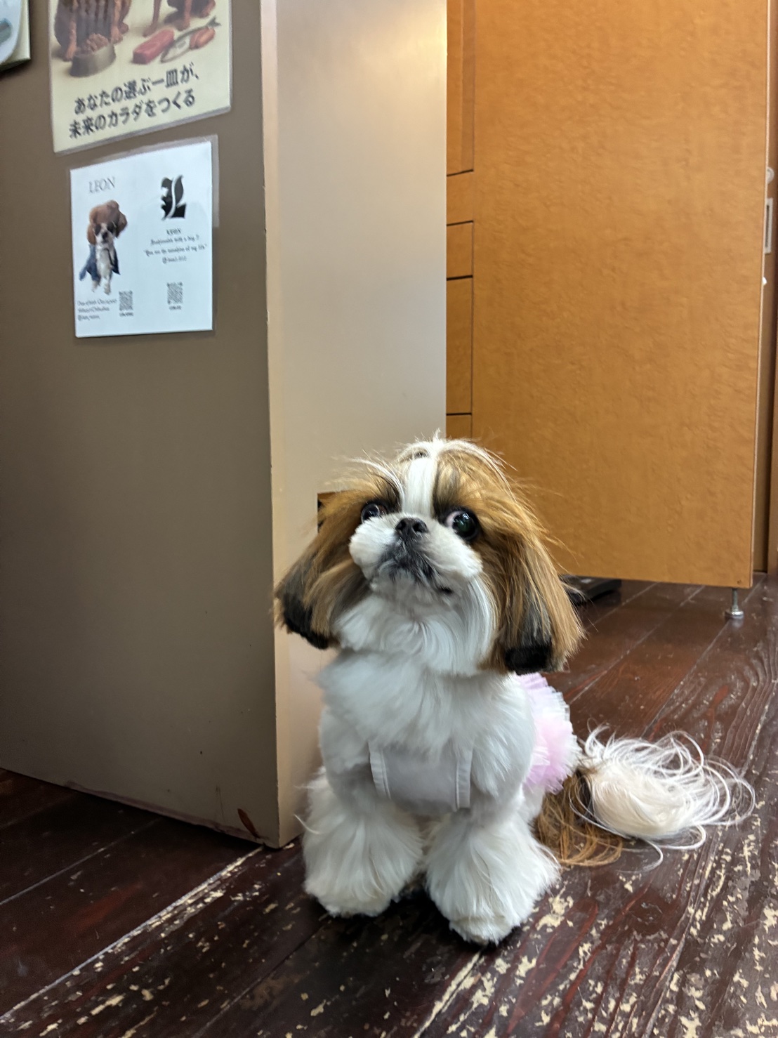 青玉(あおい)ちゃん🐶