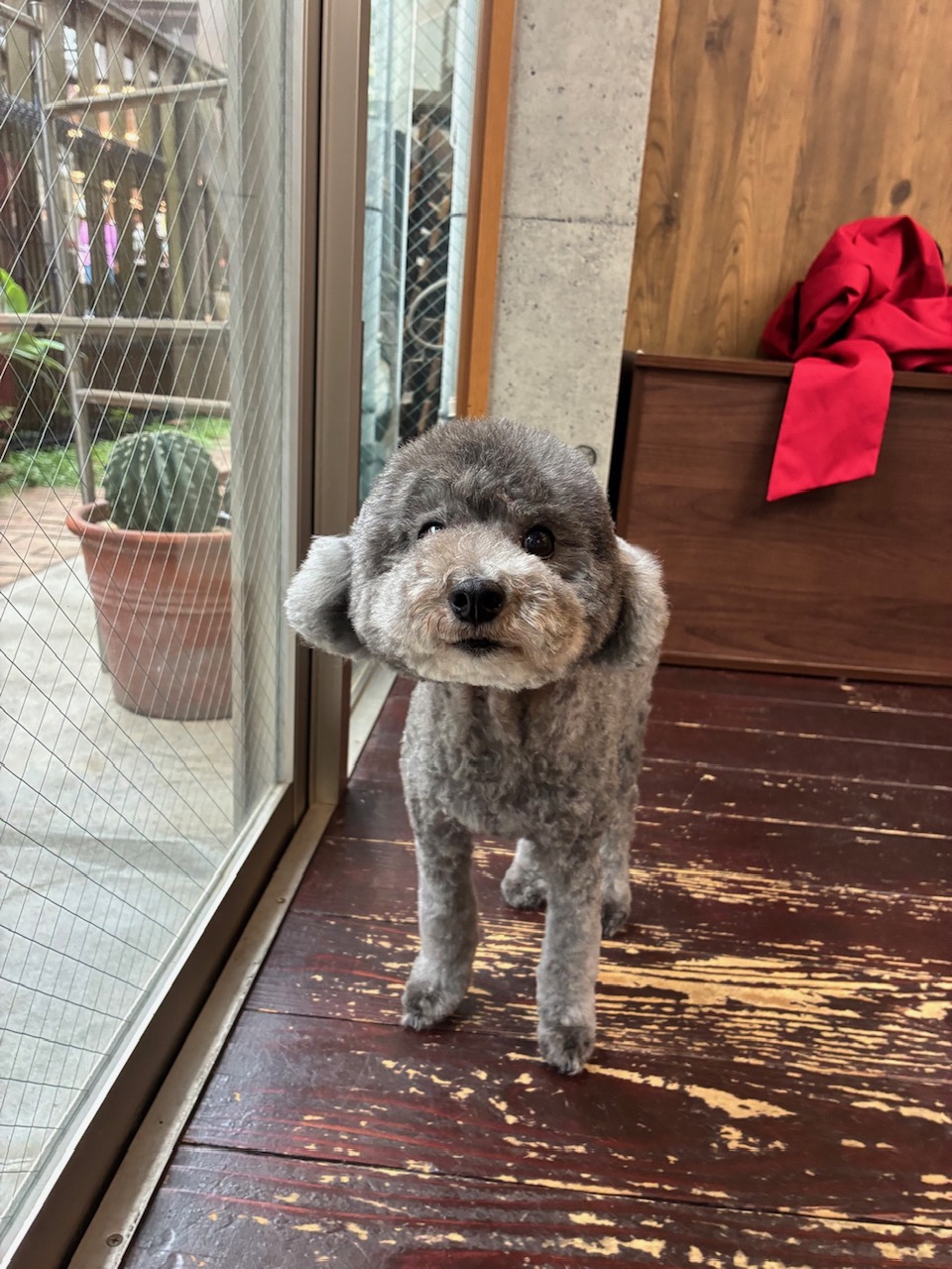 オハナちゃん🐩