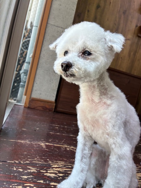 ましゅちゃん🐩