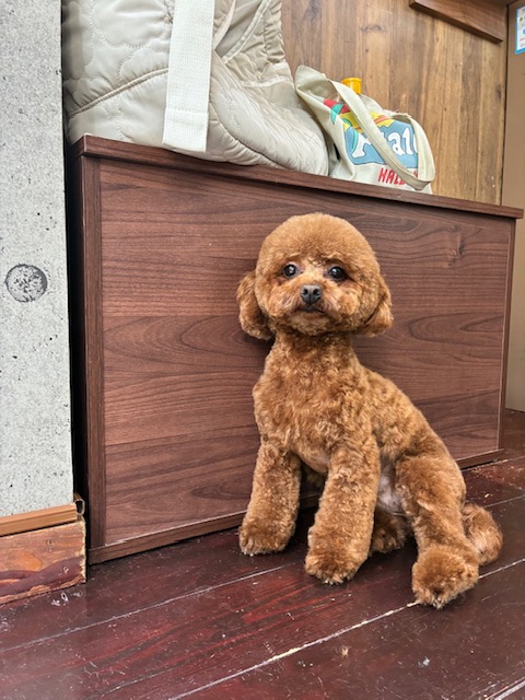 ぽんずちゃん🐩