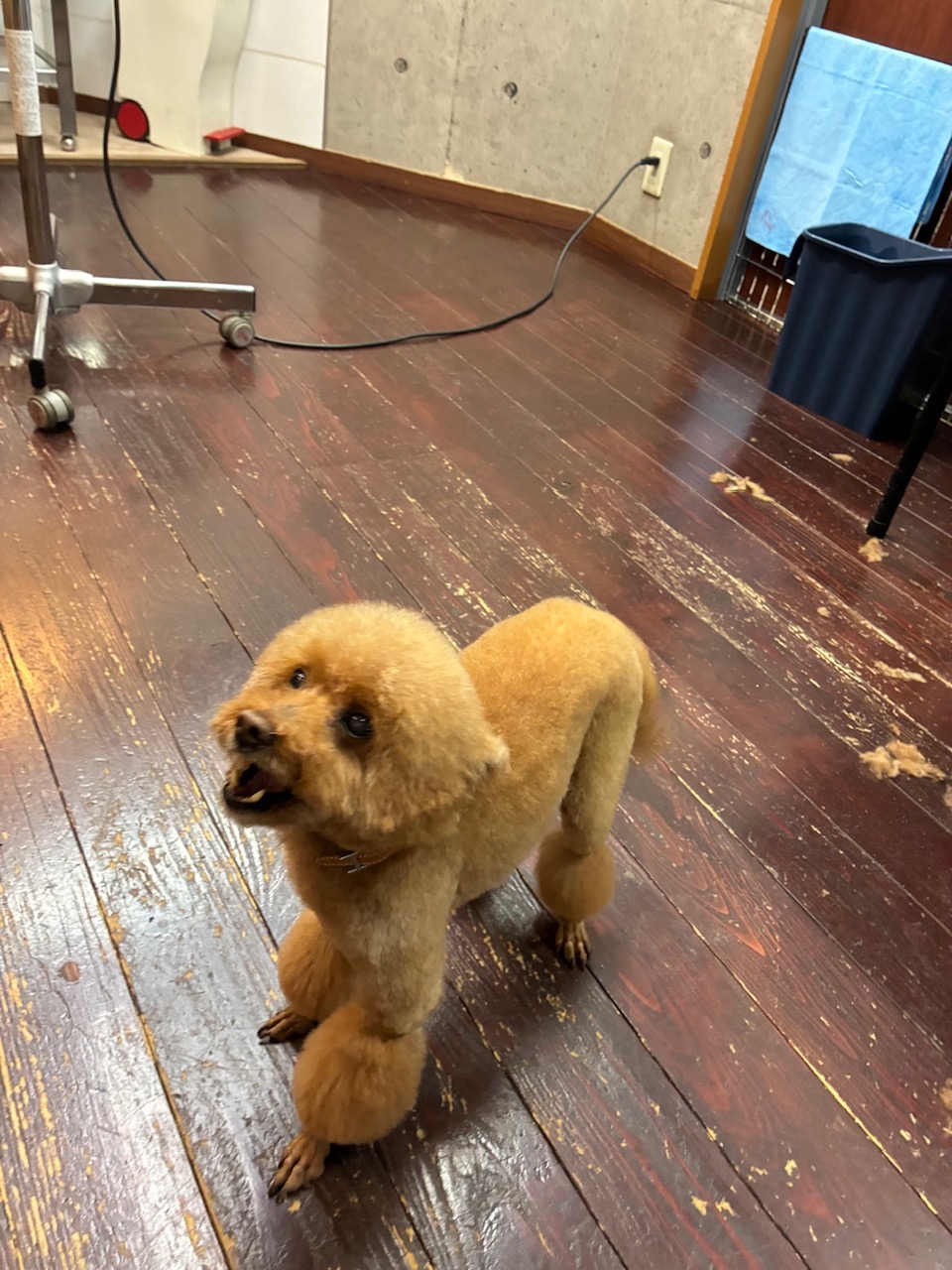 ここあちゃん🐩