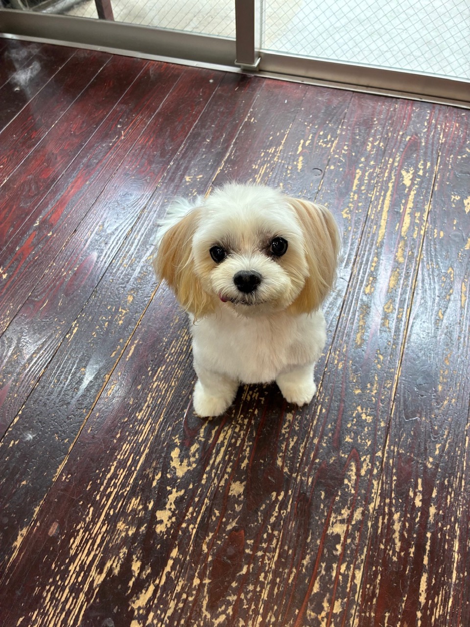 ケラちゃん🐶