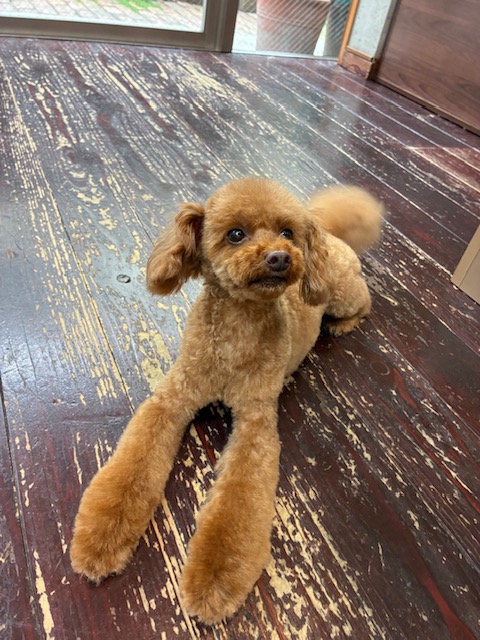 テオちゃん🐩