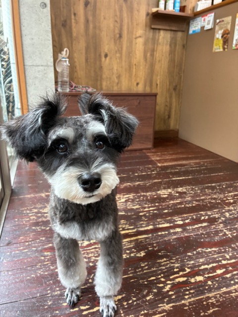 アッシュちゃん🐶