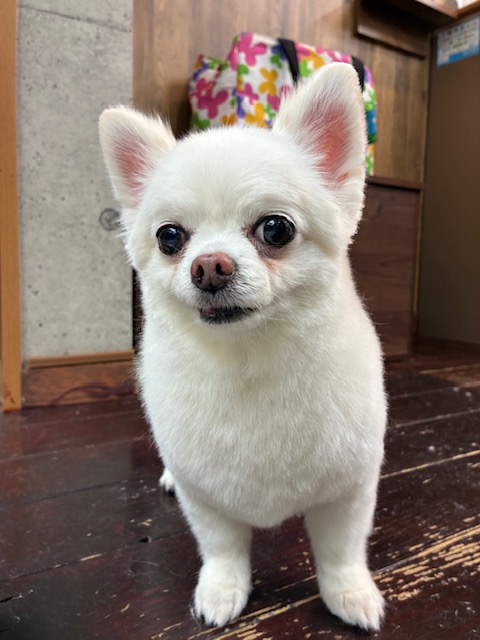 奏太ちゃん🐶