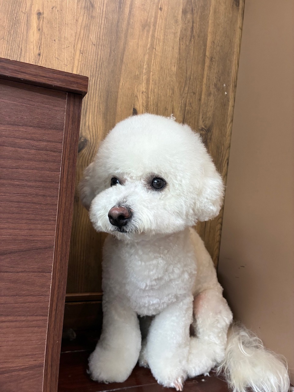エテちゃん🐶
