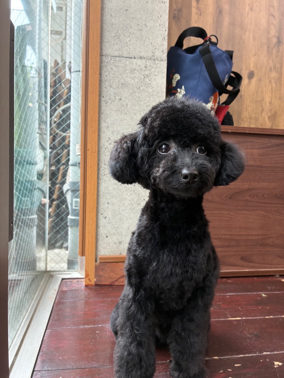 ネロちゃん🐩