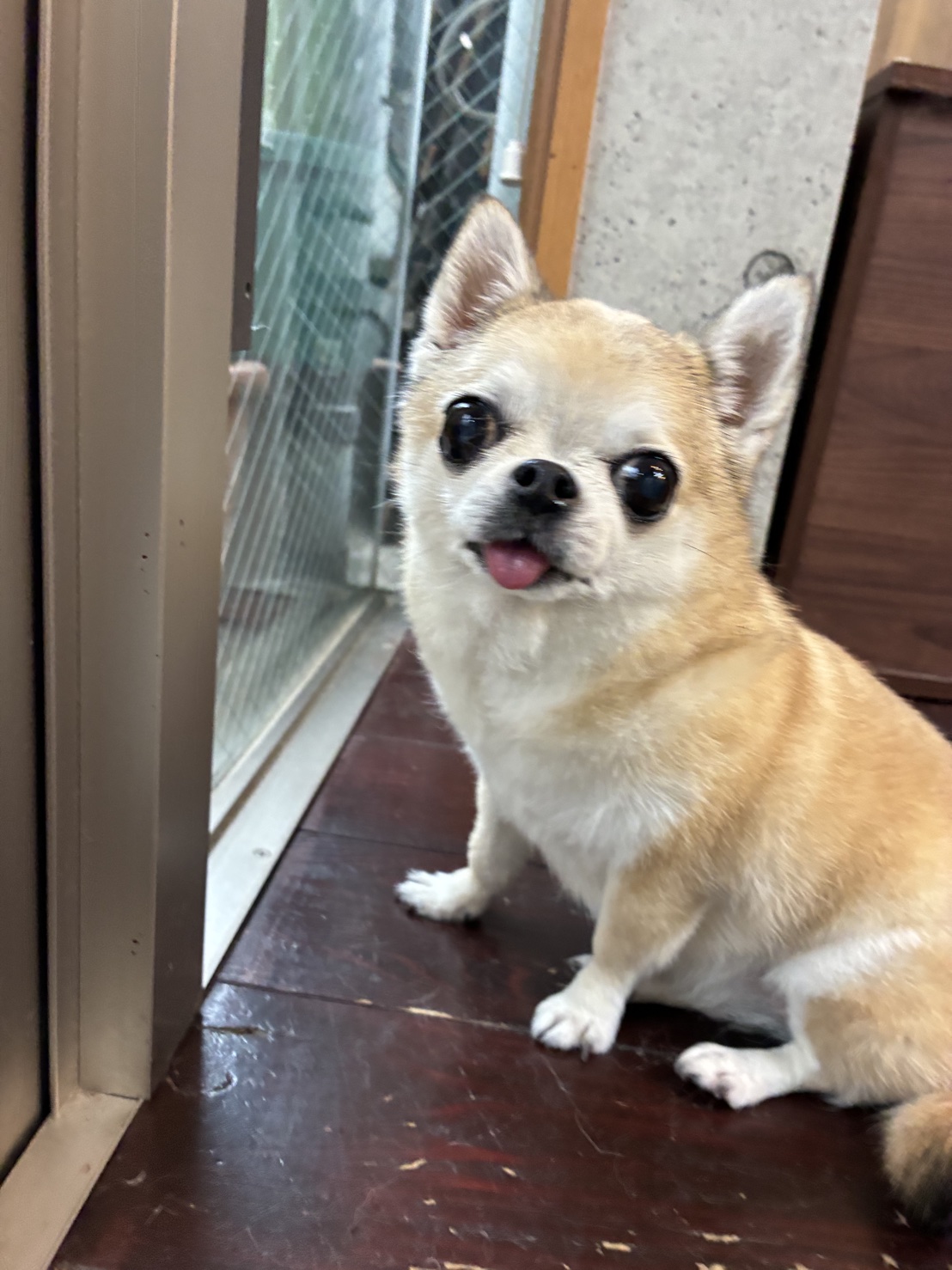 テトちゃん🐶