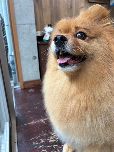 ぐりちゃん🐶