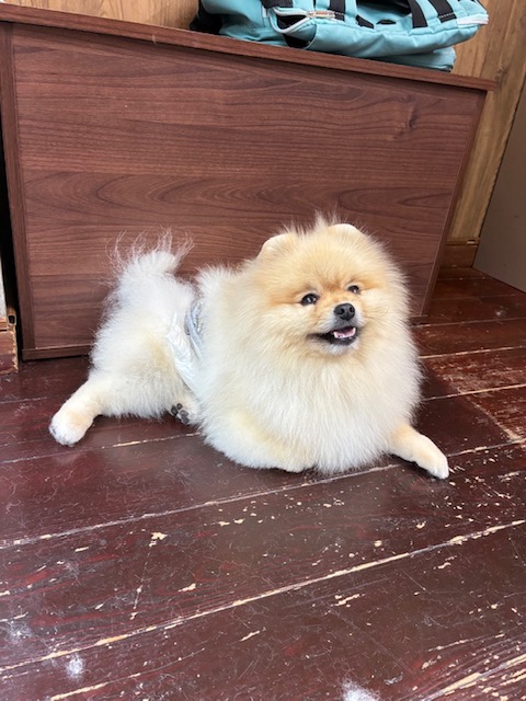 ふぅちゃん🐶