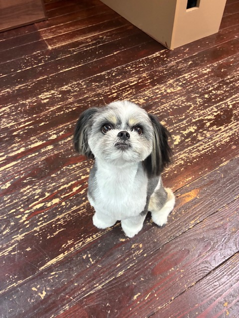 ハチちゃん🐶