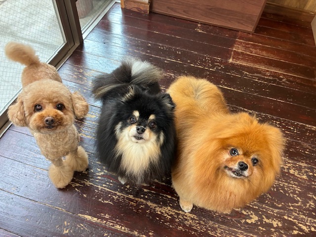 きなこ&あんちゃん＆こすずちゃん🐶🐶🐶