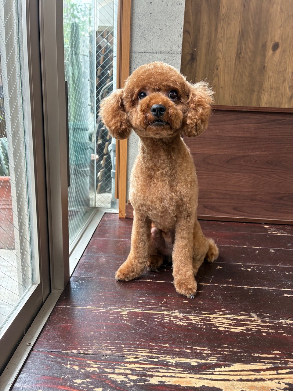 モネちゃん🐩