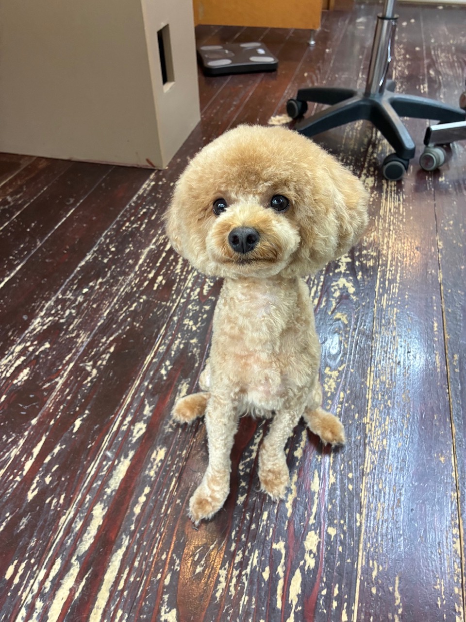 ラキちゃん🐩
