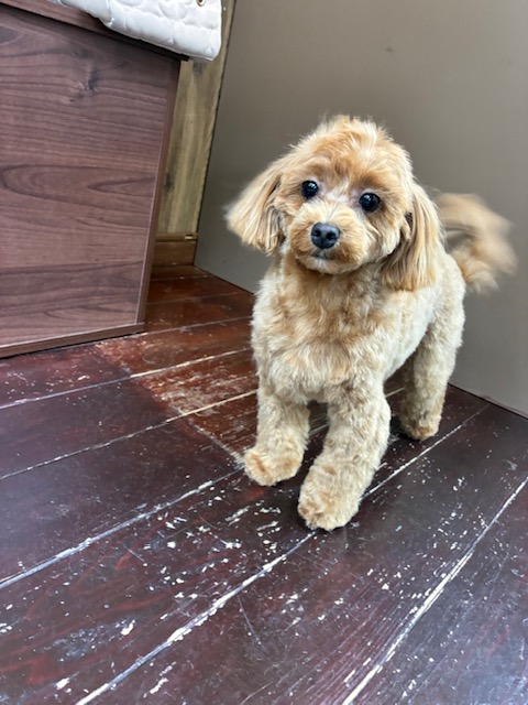 モコちゃん🐶