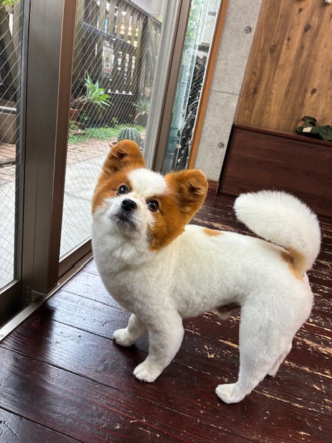 うにちゃん🐶