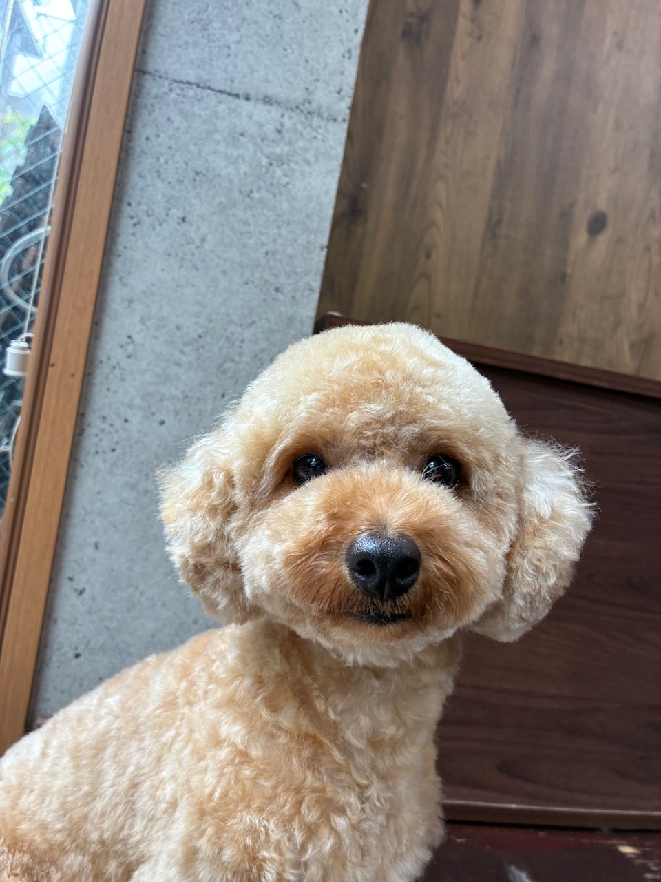 レイちゃん🐩