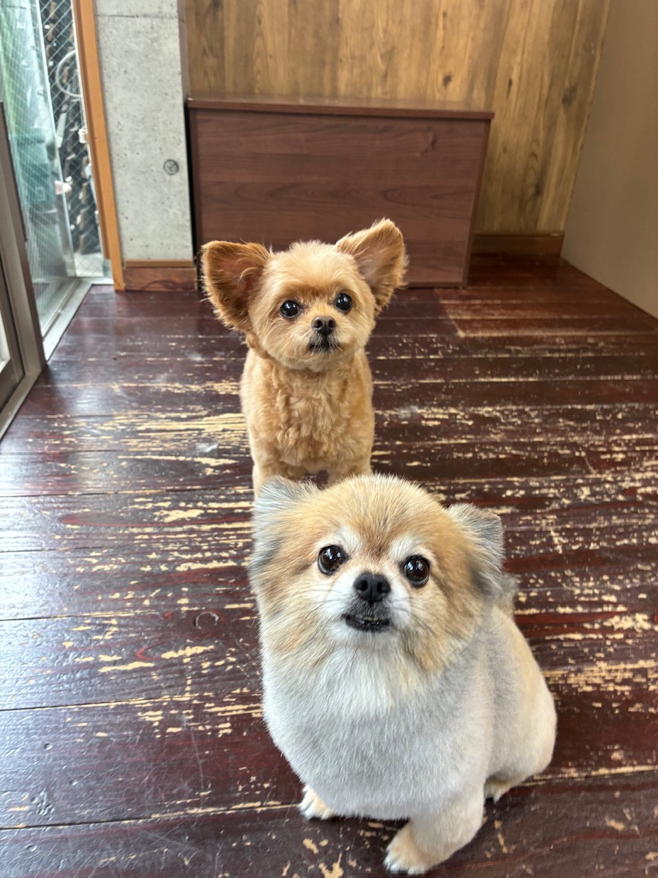 イルちゃんとアムちゃん🐶🐶