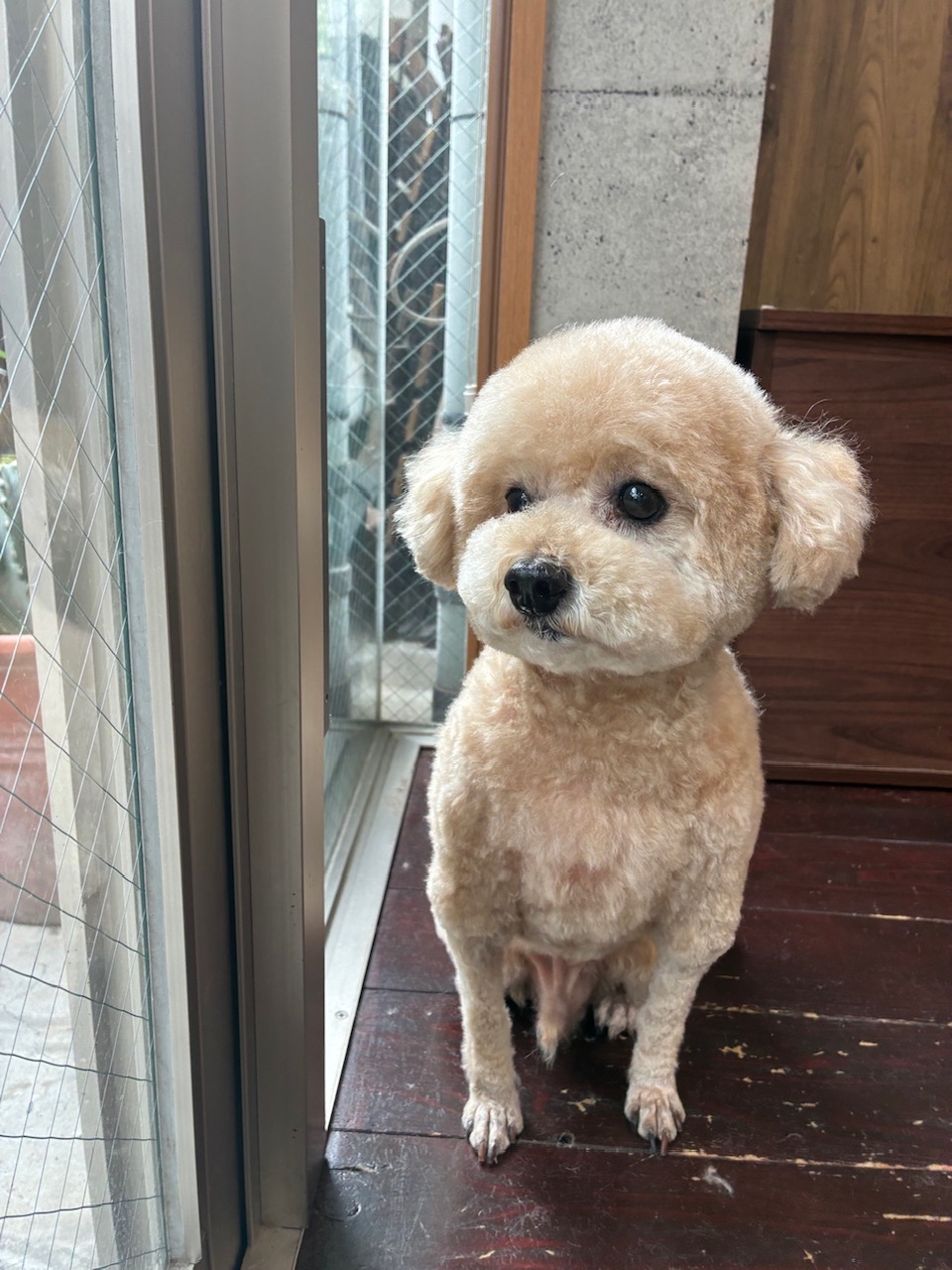 チップちゃん🐩
