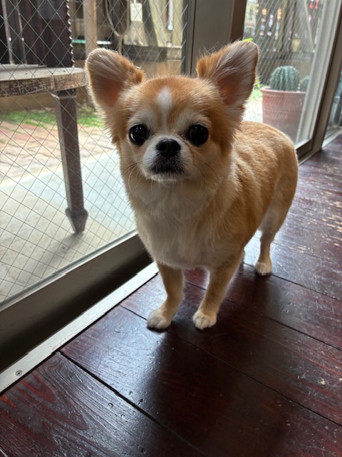 アニーちゃん🐶