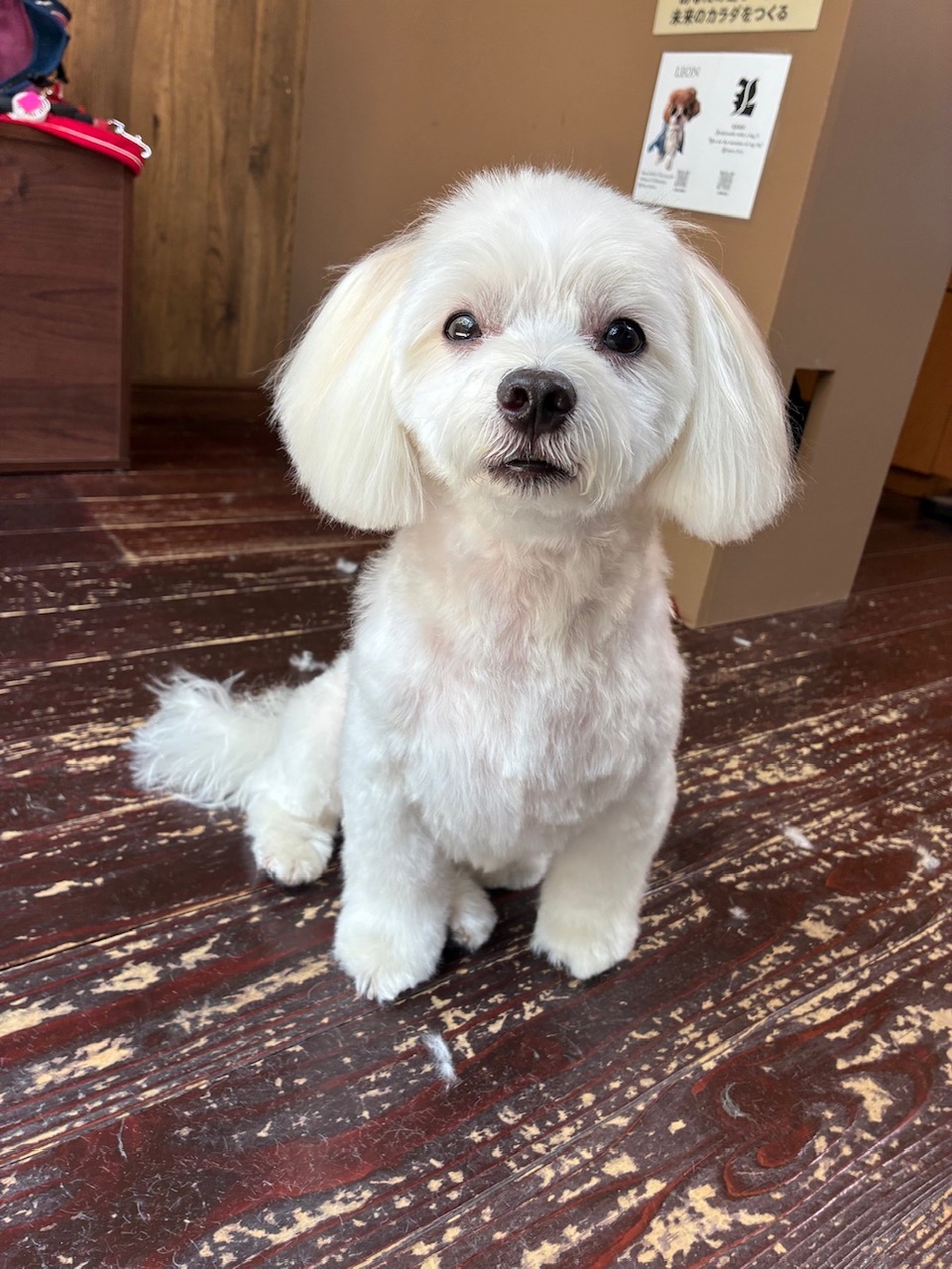 優ちゃん🐶