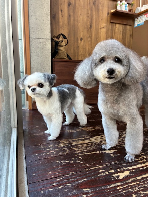 つくしちゃんと豆大福ちゃん🐶🐶