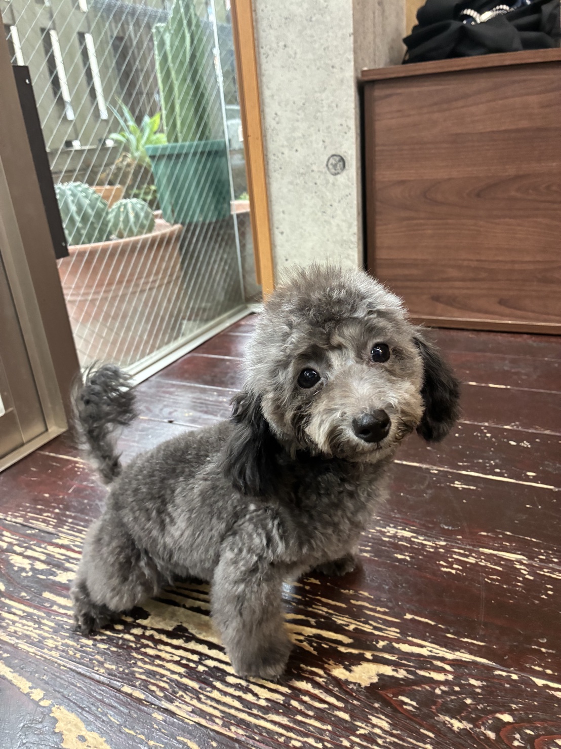 ユラちゃん🐩