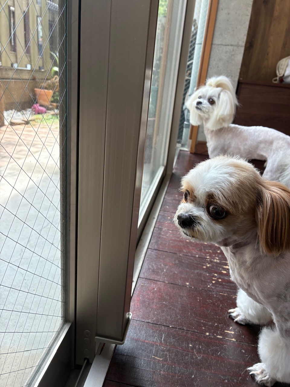 レオンちゃんとスカイちゃん🐶🐶