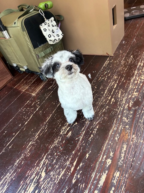 パッチちゃん🐶