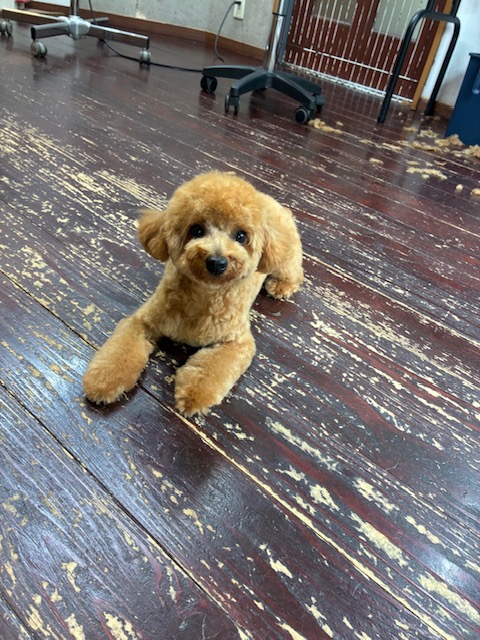 雪ちゃん🐩