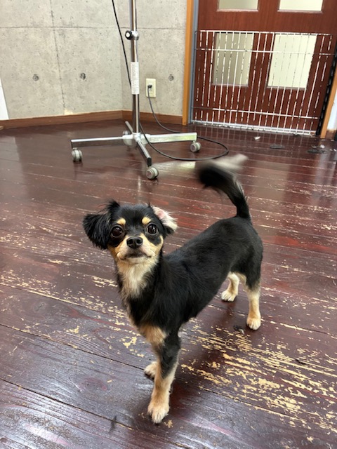 ココちゃん🐶