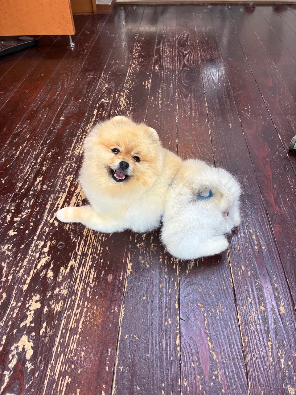 ふぅちゃん🐶