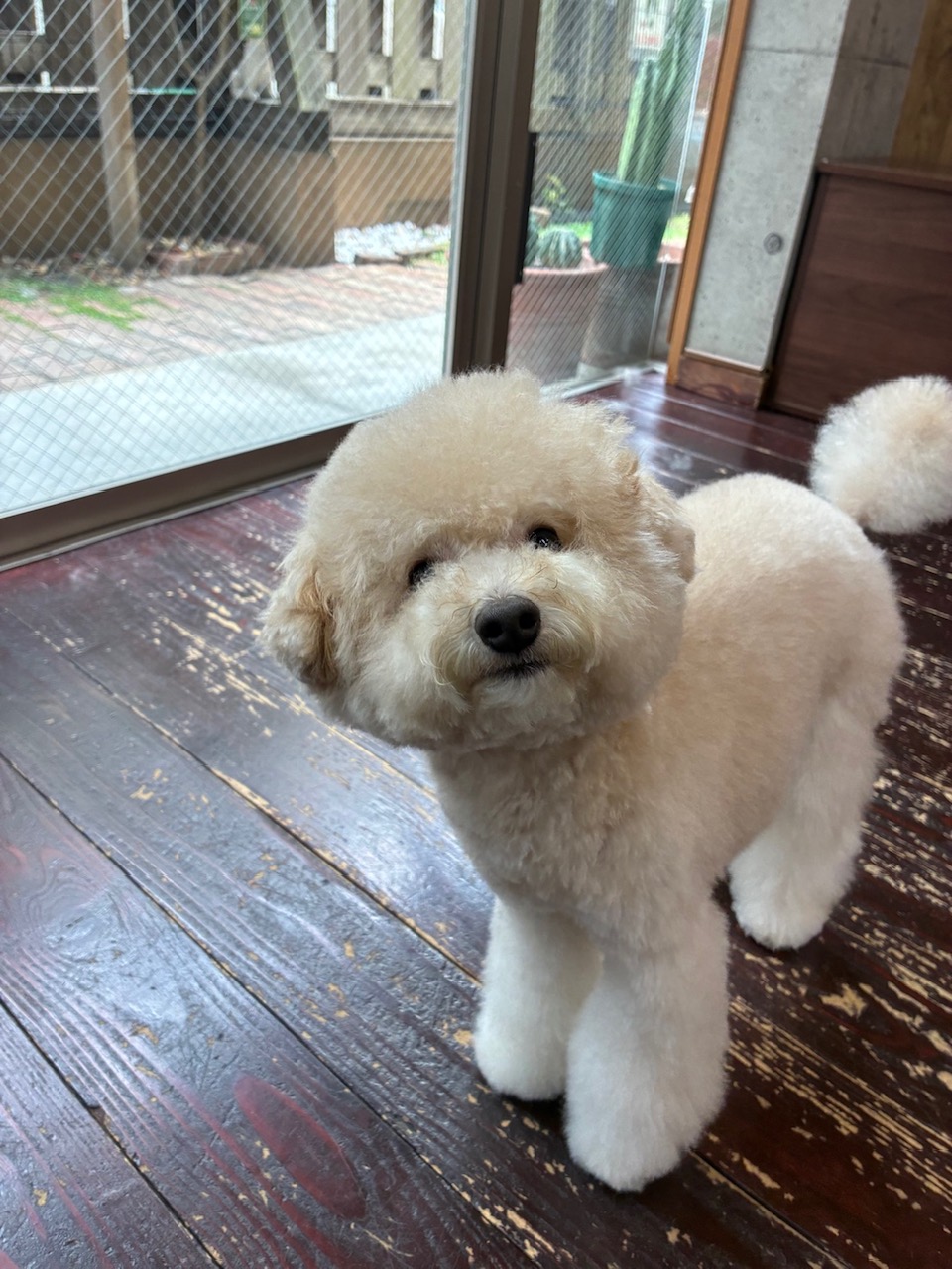 ベイリーちゃん🐩