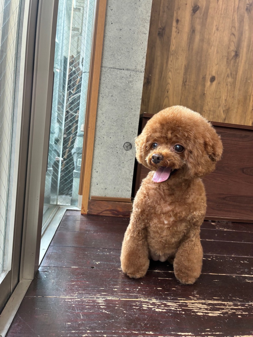 ラルちゃん🐩