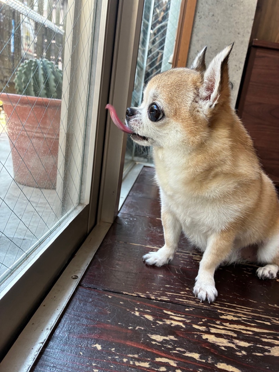 テトちゃん🐶