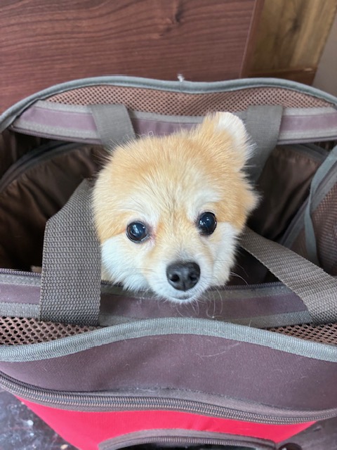 ふわんちゃん🐶