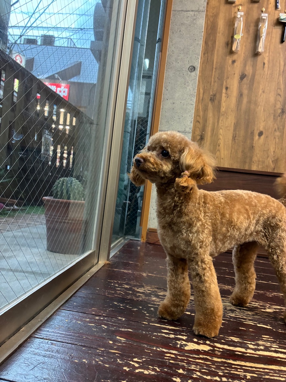 ひまるちゃん🐩