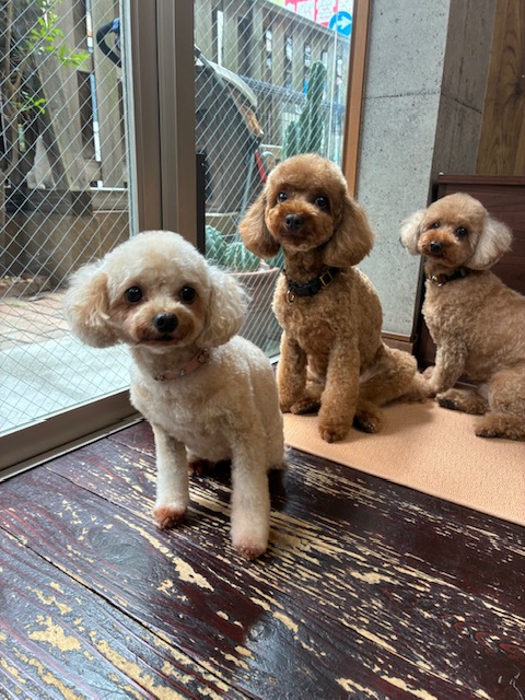 ニコ＆シエル＆チャコちゃん🐩🐩🐩