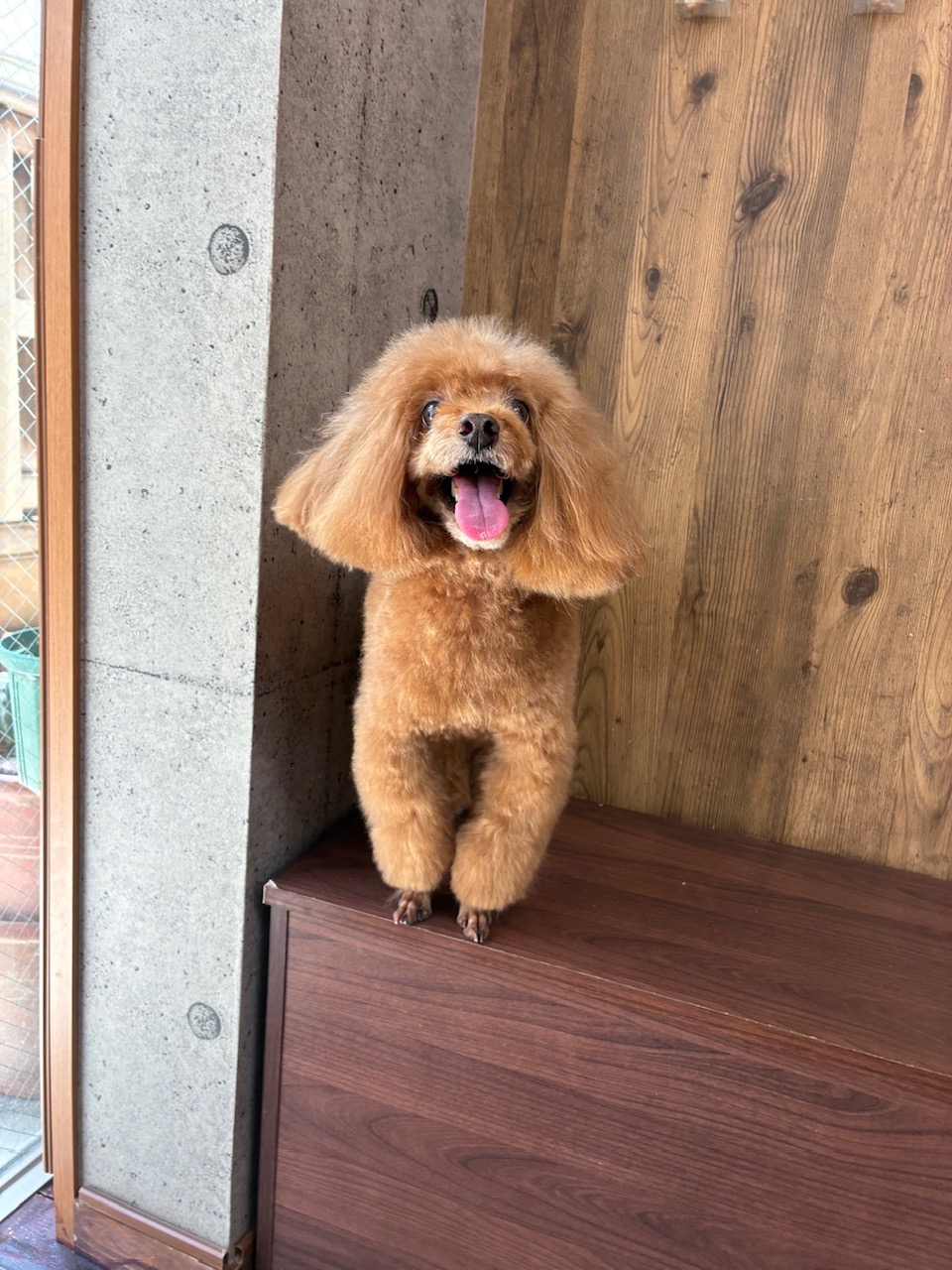 ノアちゃん🐩