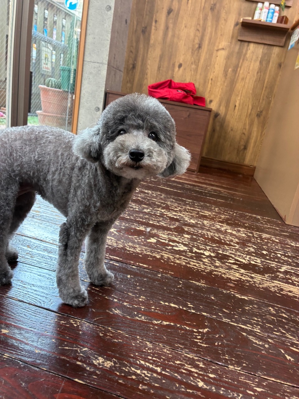 オハナちゃん🐩