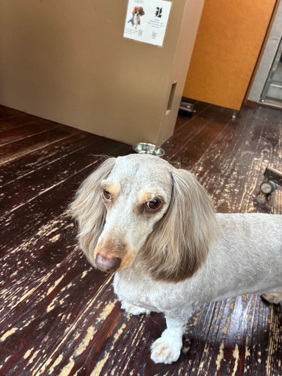 フランちゃん🐶