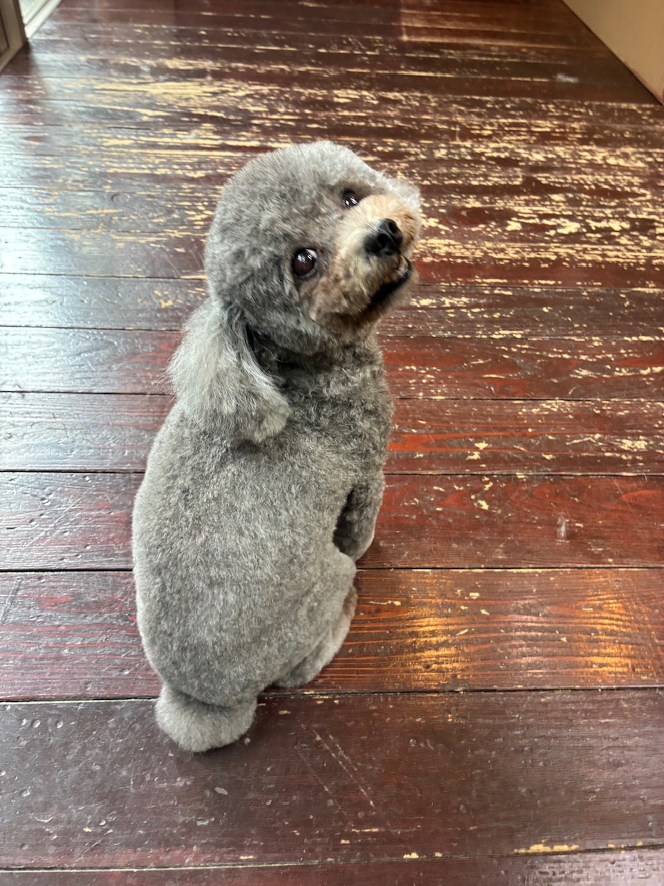 プリンちゃん🐩