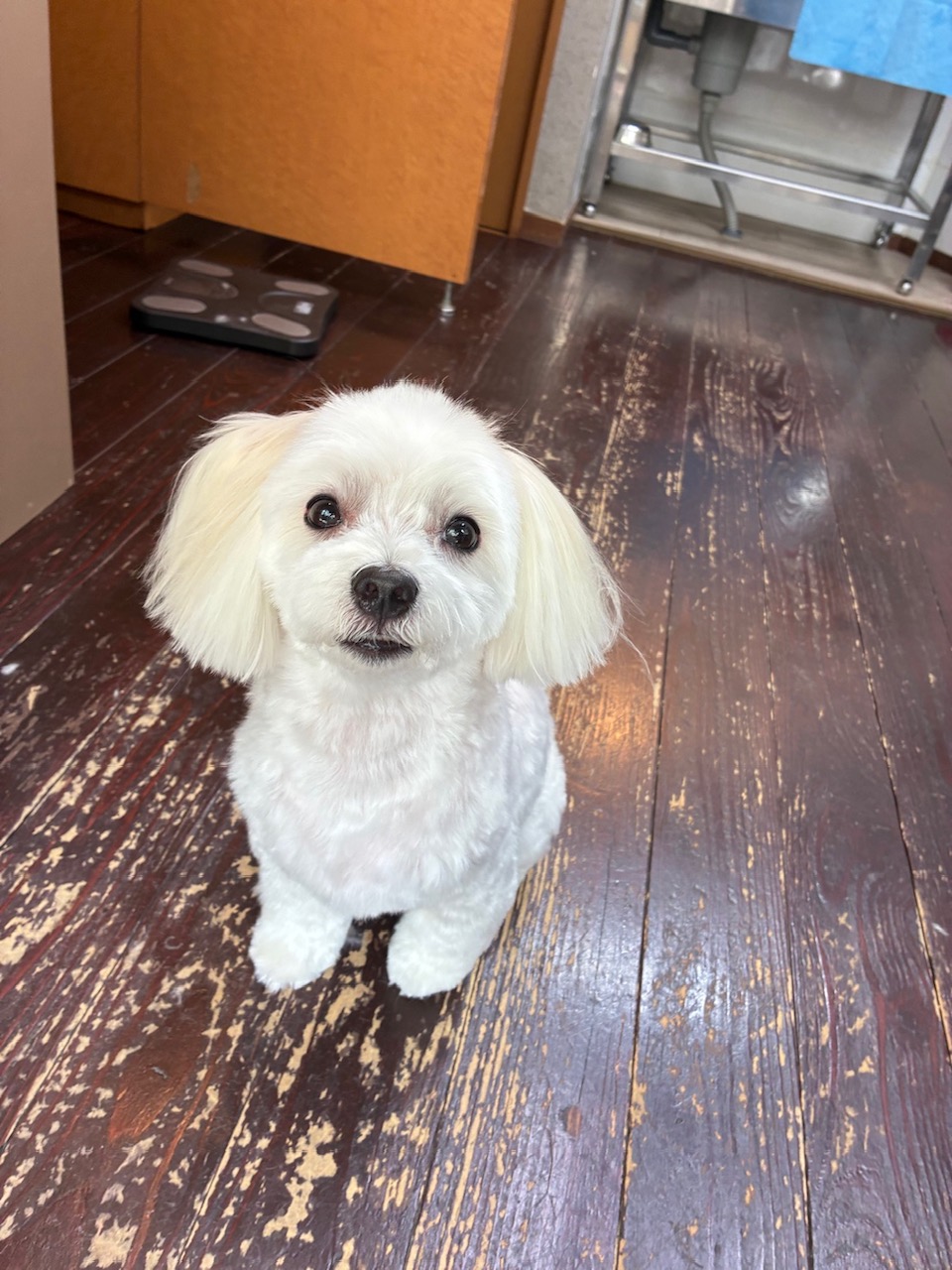 優ちゃん🐶