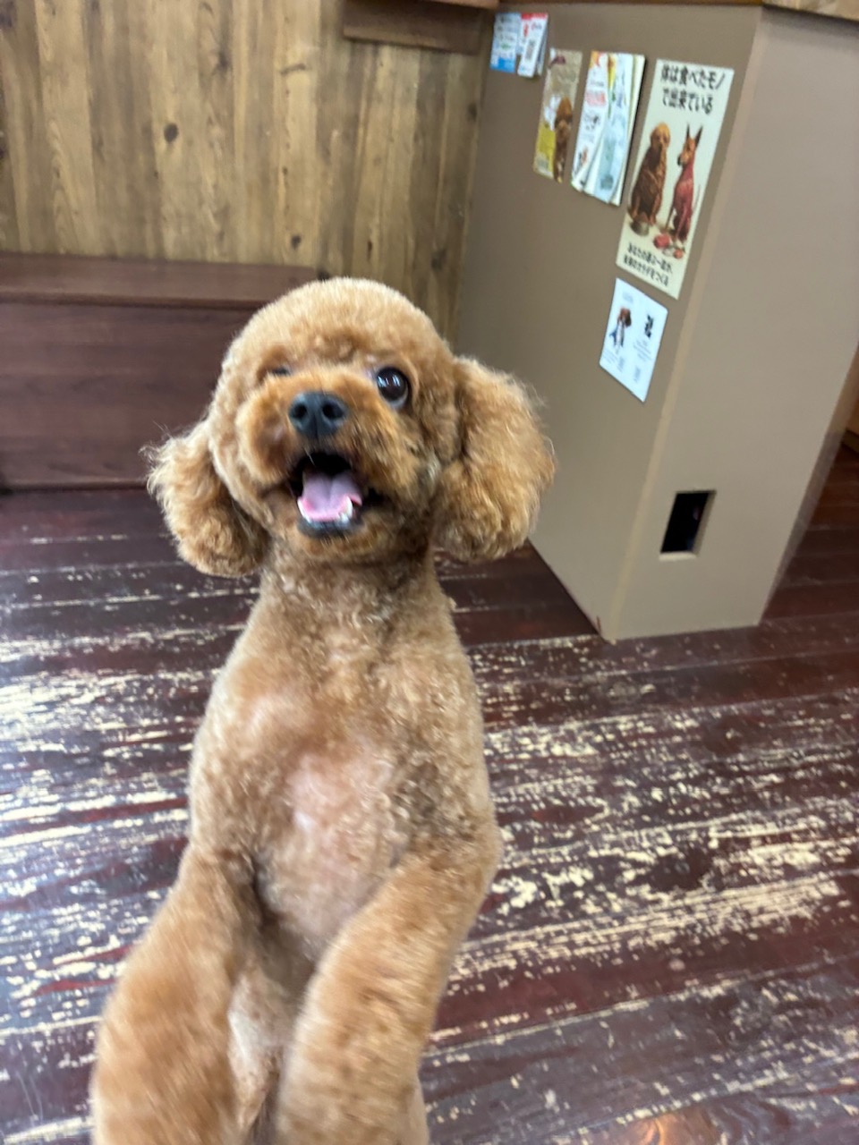 モネちゃん🐩