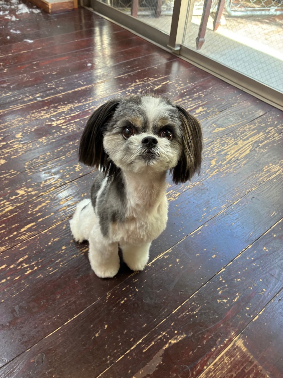 ハチちゃん🐶